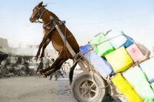 ��� ��������� ������ �������������� �������